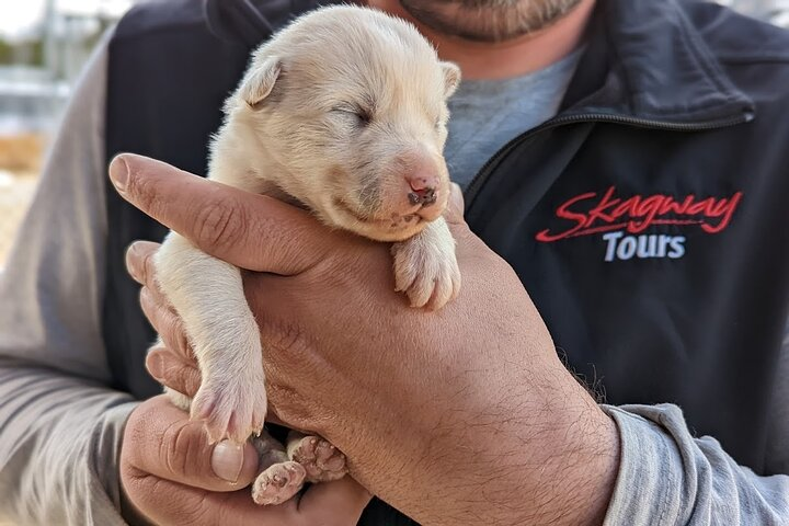 Come meet the future athletes of the Iditarod & Yukon Quest mushing races!